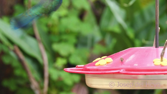 Colibrí Rutilante - ML610164579