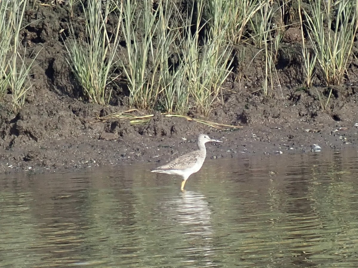 Greater Yellowlegs - ML610164614