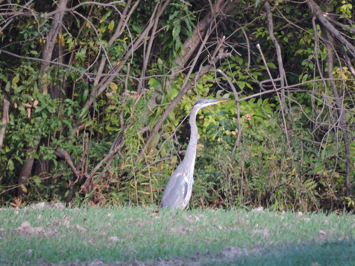 Great Blue Heron - ML610164746