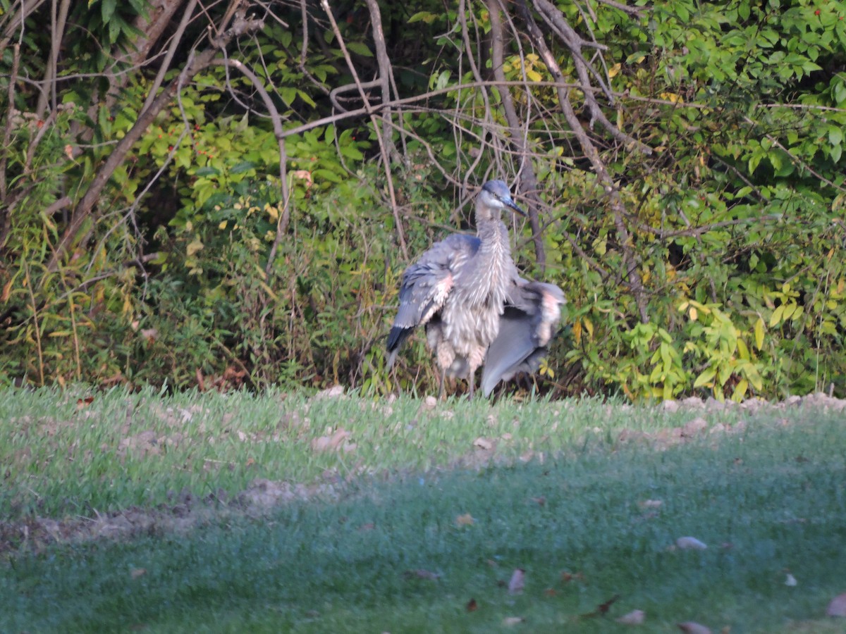 Great Blue Heron - Thomas Williams