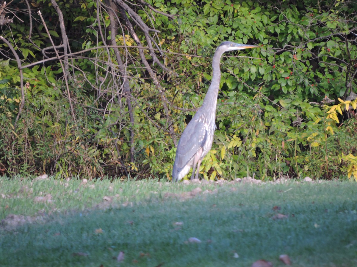 Great Blue Heron - ML610164748