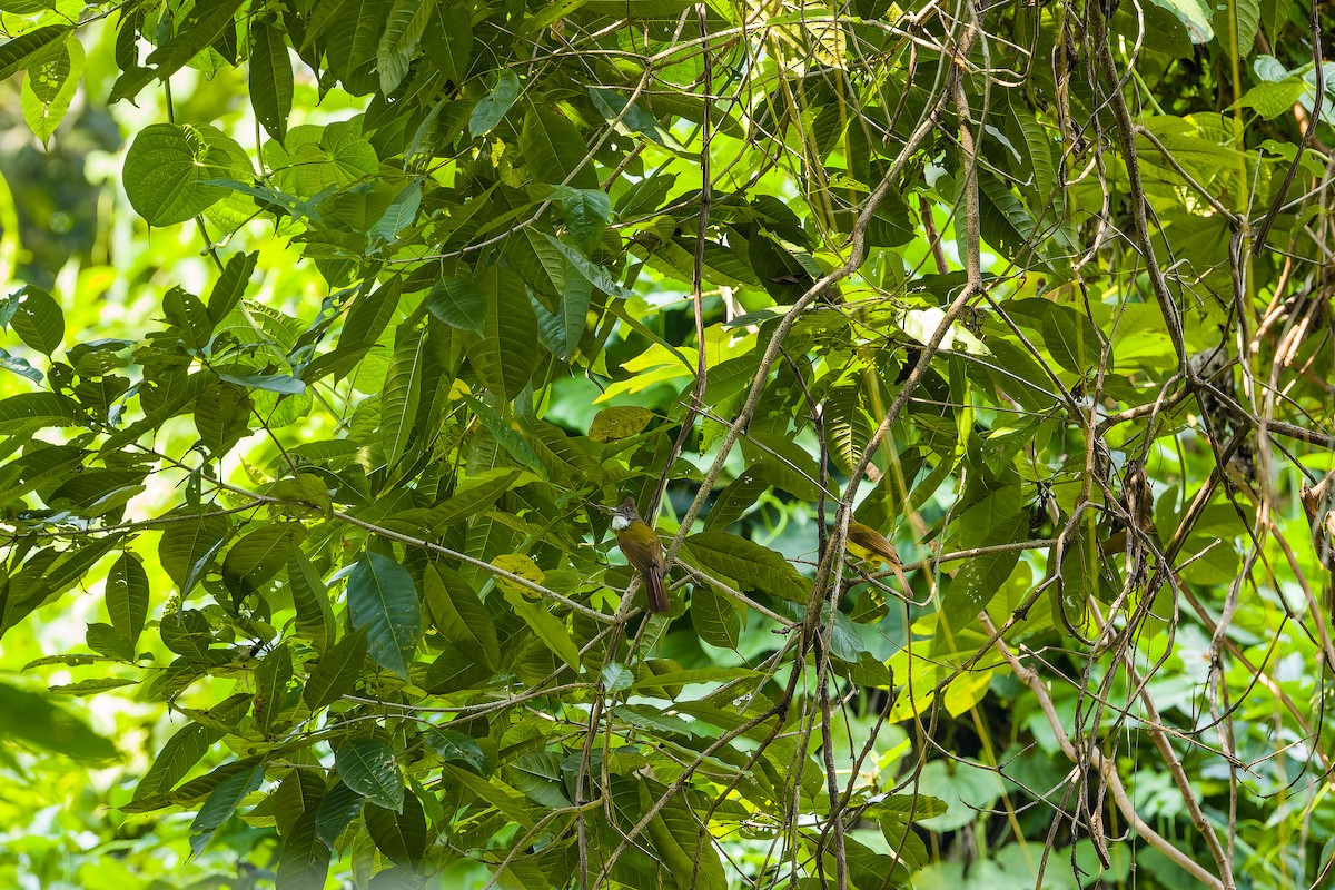 Brown-cheeked Bulbul - ML610164809