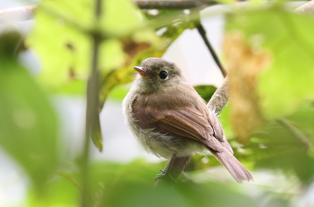 Unadorned Flycatcher - ML610164882