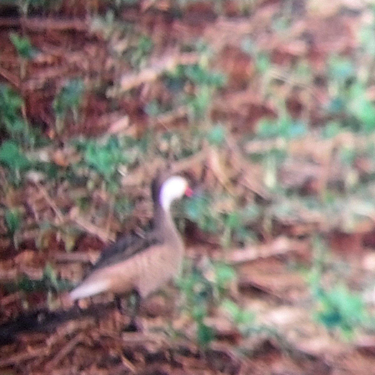 White-cheeked Pintail - ML610164895