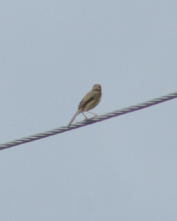 Golden-headed Cisticola - ML610164995