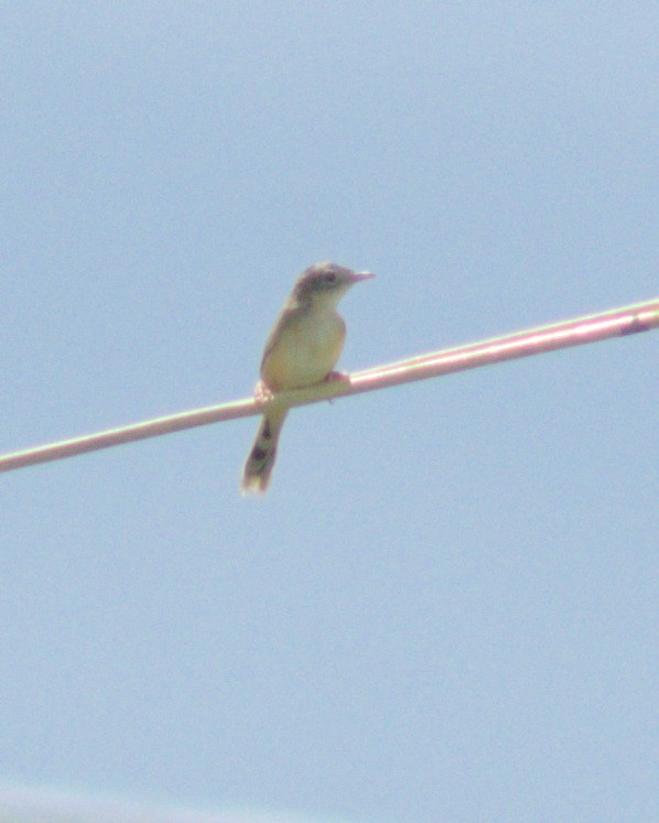 Golden-headed Cisticola - ML610164996