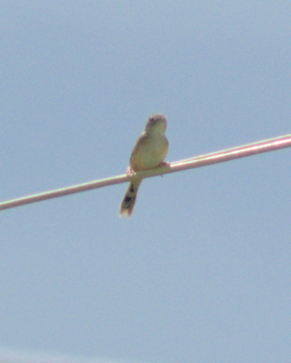 Golden-headed Cisticola - ML610164997