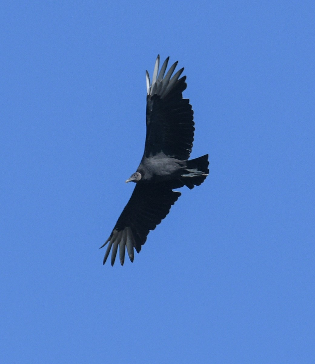 Black Vulture - ML610165111