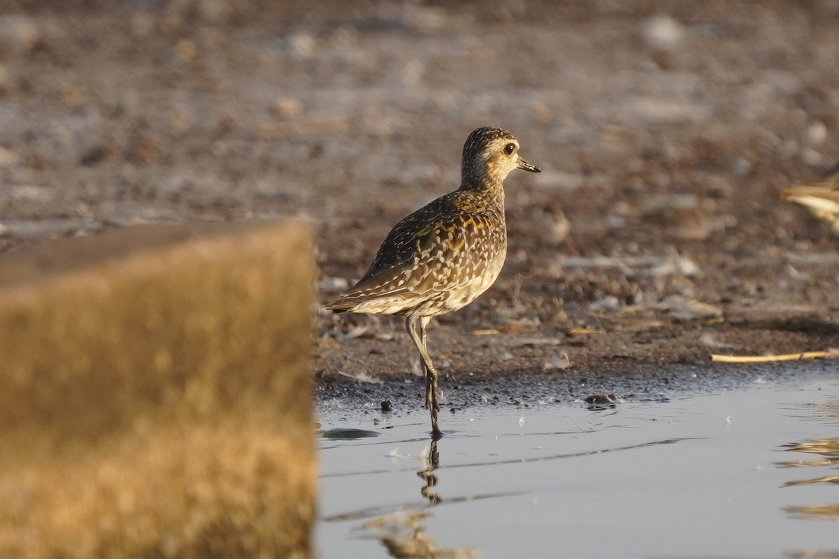 Chorlito Dorado Siberiano - ML610165125