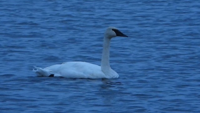 ナキハクチョウ - ML610165376