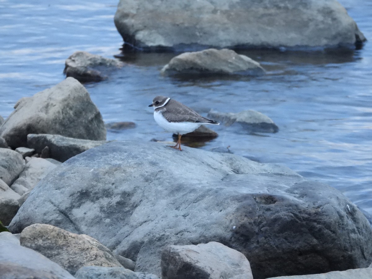 Semipalmated Plover - ML610165386