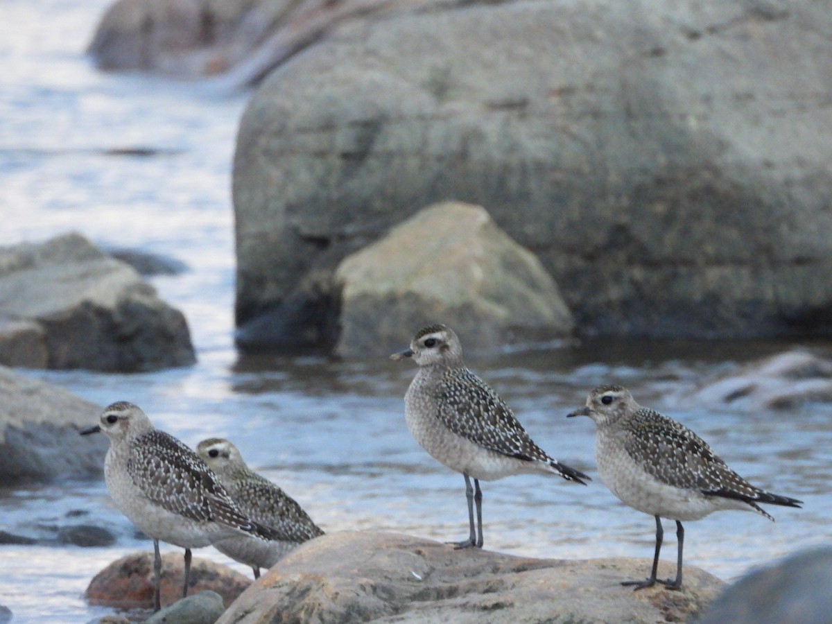 American Golden-Plover - ML610165388