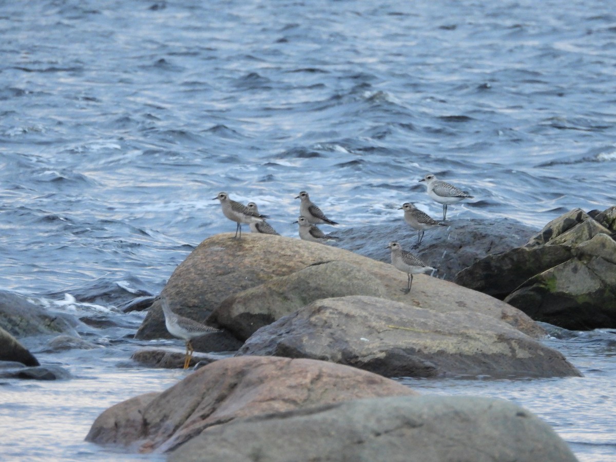 American Golden-Plover - ML610165389