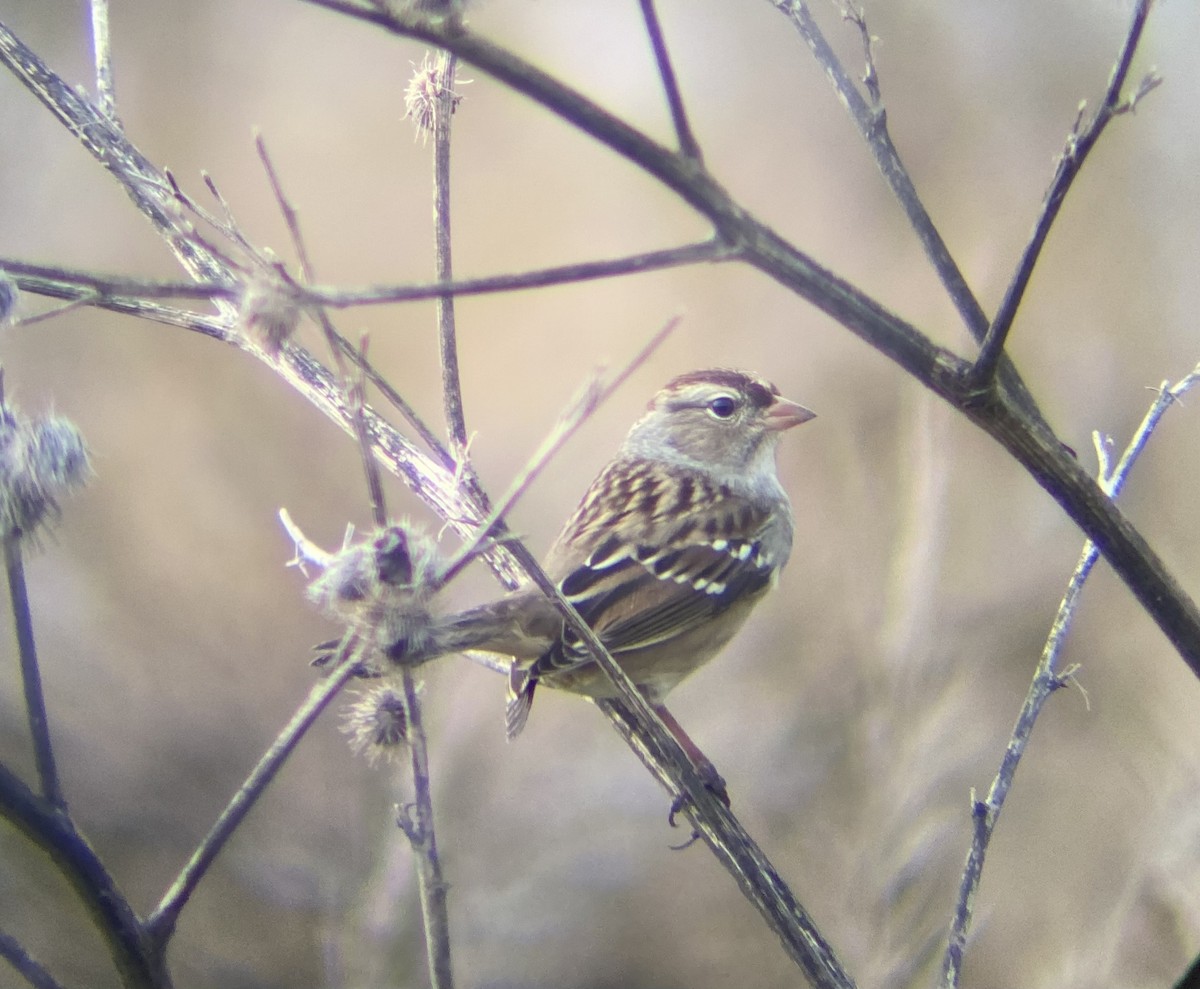 White-crowned Sparrow - ML610165392