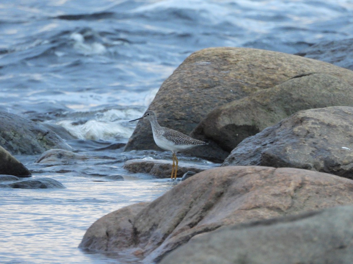 Greater Yellowlegs - Germain Savard