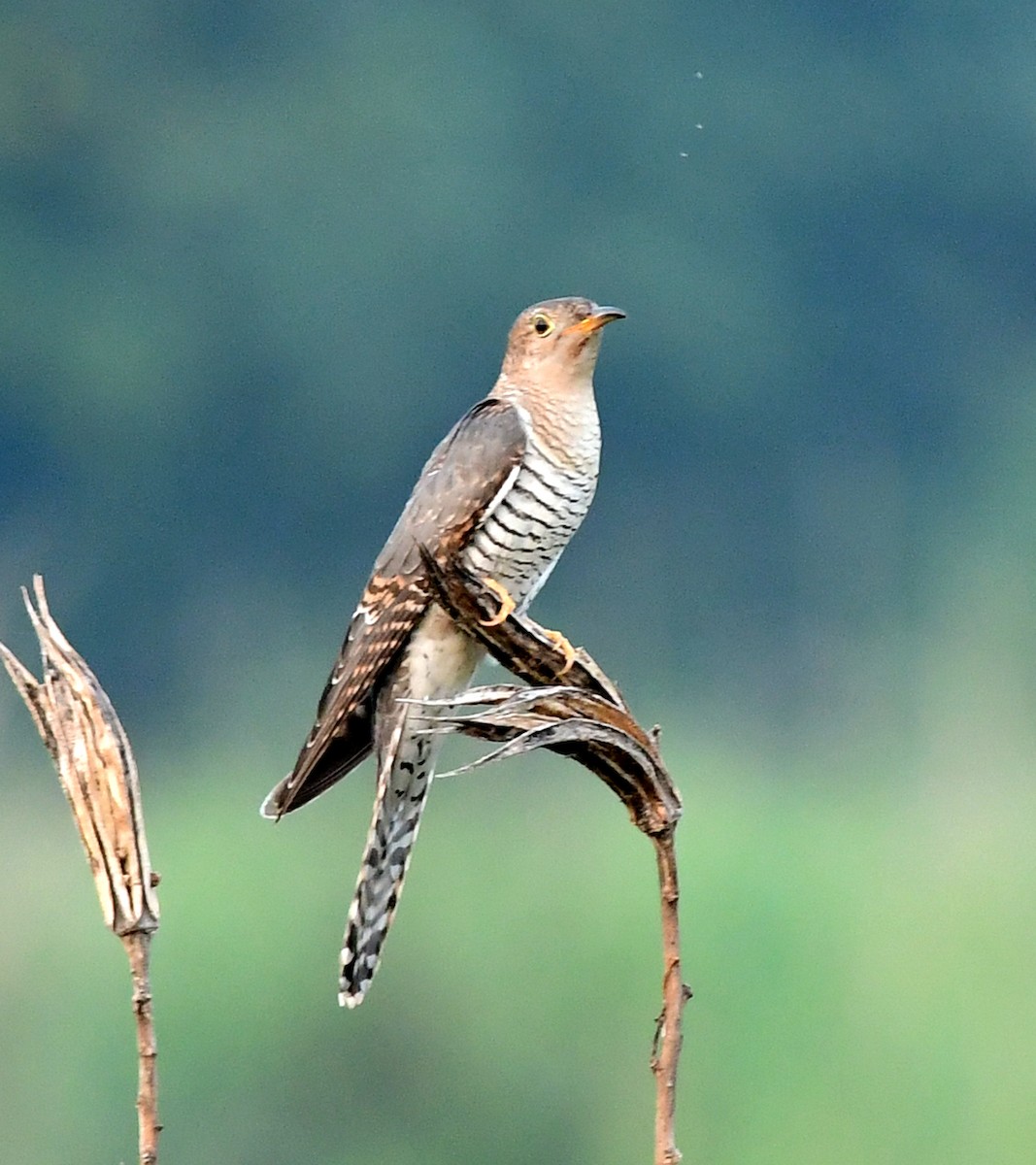 Common Cuckoo - Ajoy Kumar Dawn