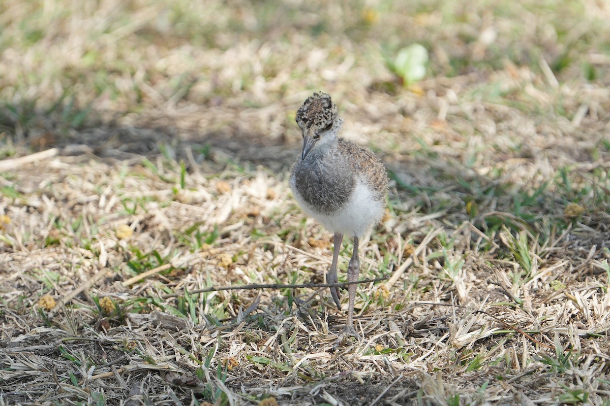 Senegal Lapwing - ML610165551