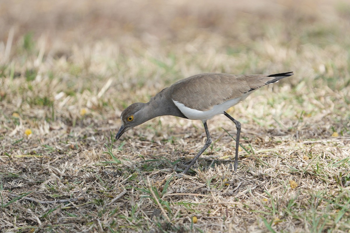 Senegal Lapwing - ML610165552