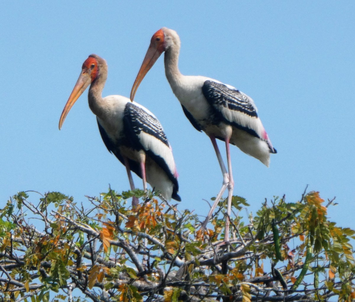 Painted Stork - ML610165577