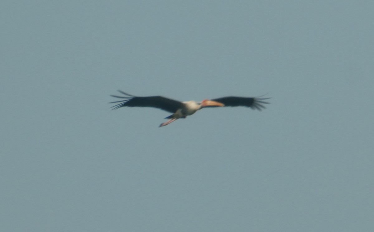 Painted Stork - ML610165605