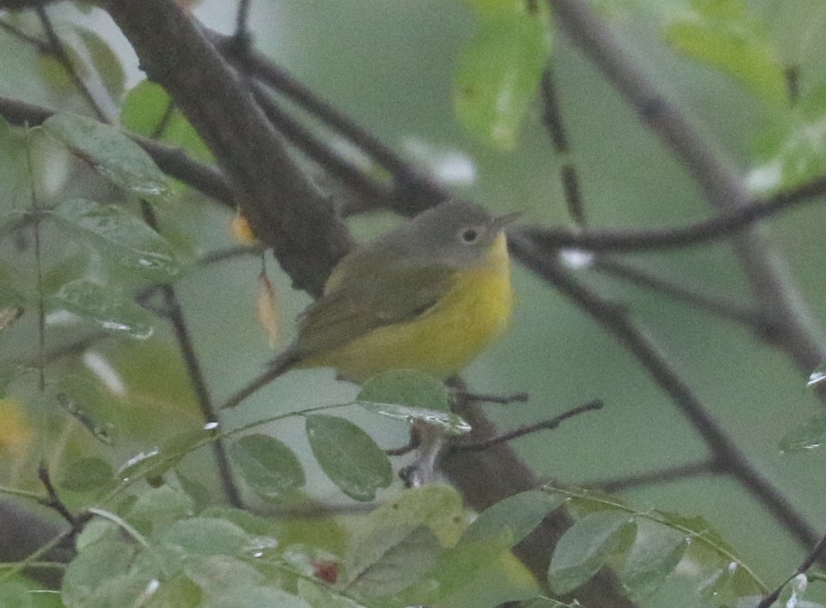 Nashville Warbler - Bobby Brown