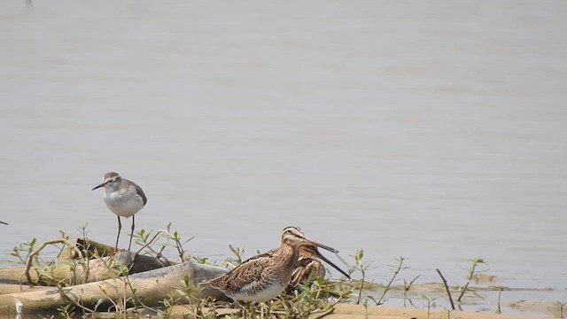 Common Snipe - ML610165666