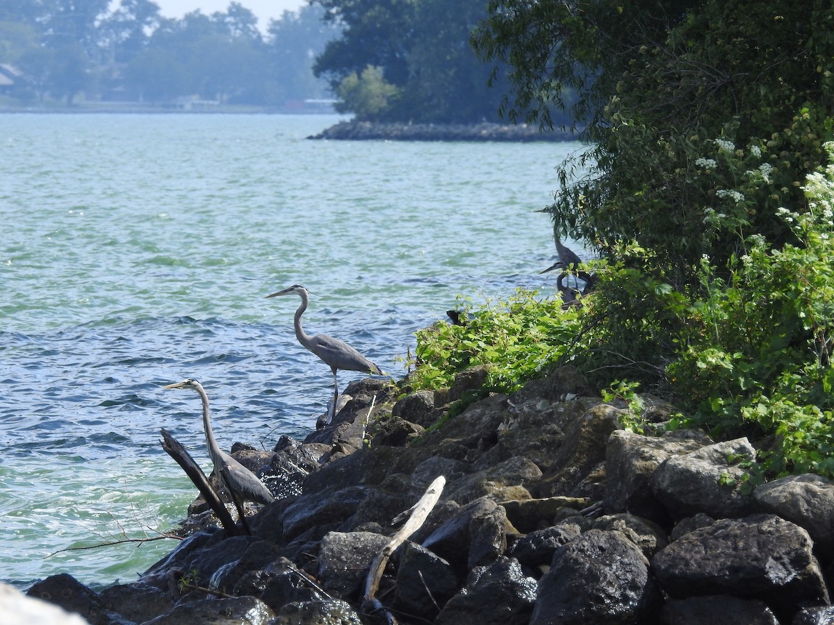 Great Blue Heron - ML61016581