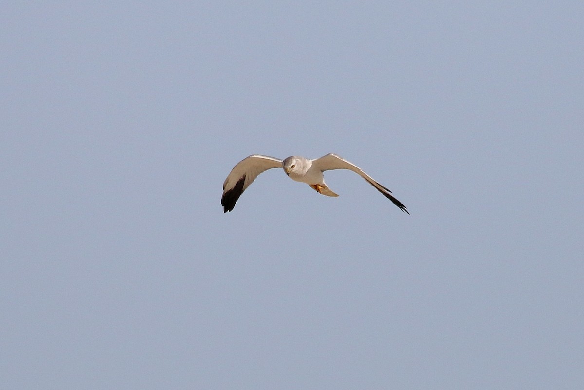 Pallid Harrier - ML610165891