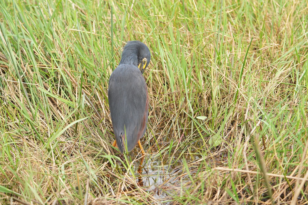 Rufous-bellied Heron - ML610166036