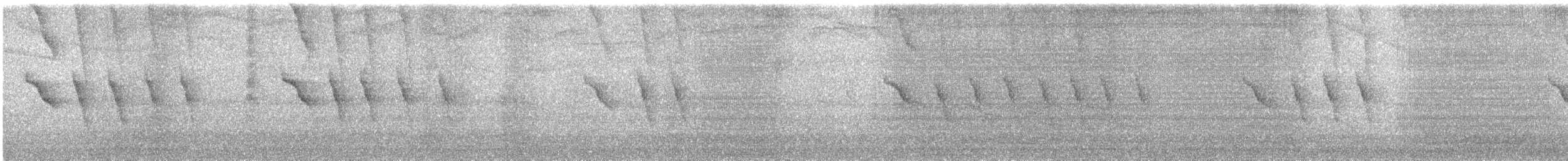 orientskjæreskvett (saularis gr.) - ML610166061