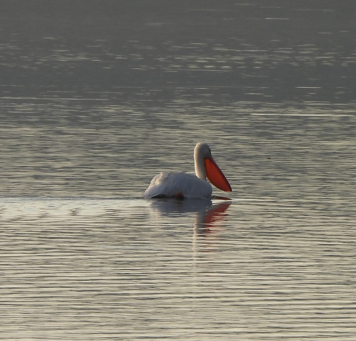 American White Pelican - ML610166089