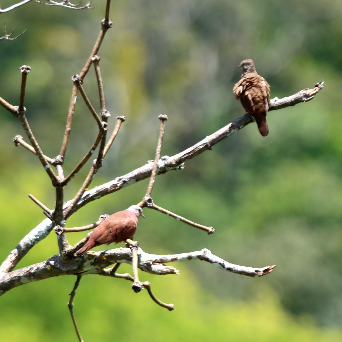 Ruddy Ground Dove - ML610166102