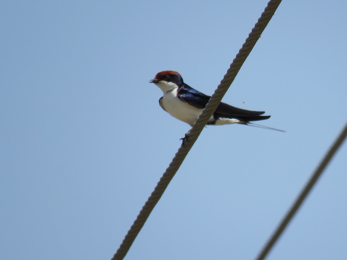 Wire-tailed Swallow - RAVI SHANKAR PARAMESHWARAN