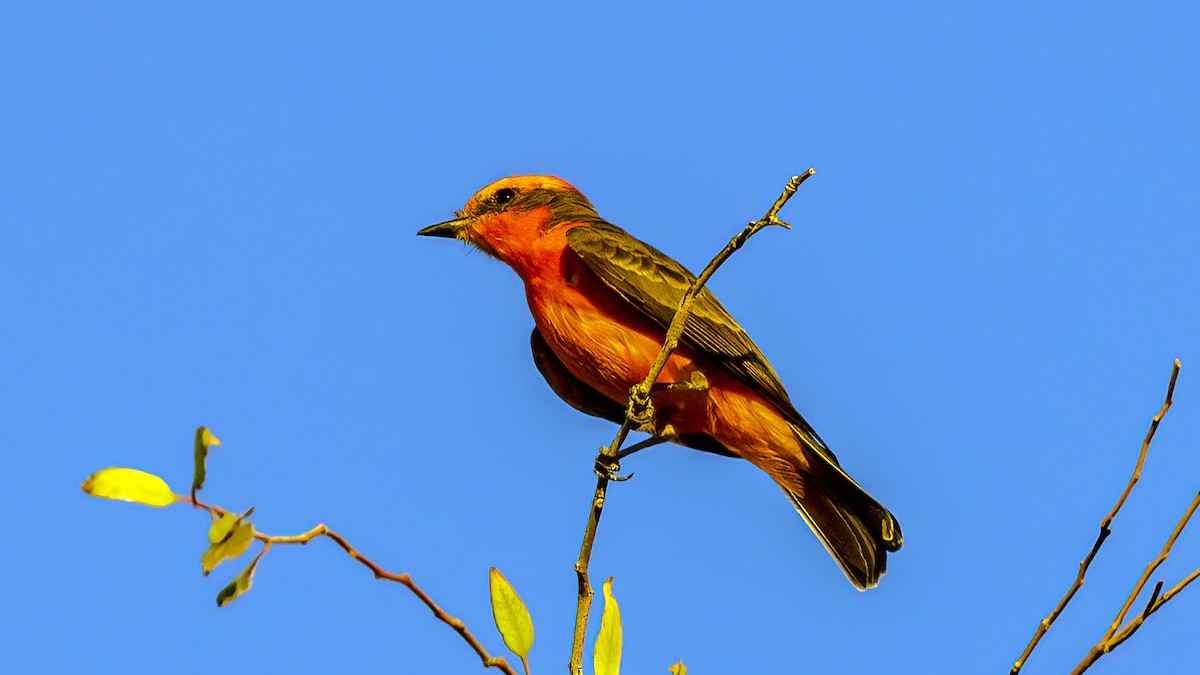 Vermilion Flycatcher - Jim Gain