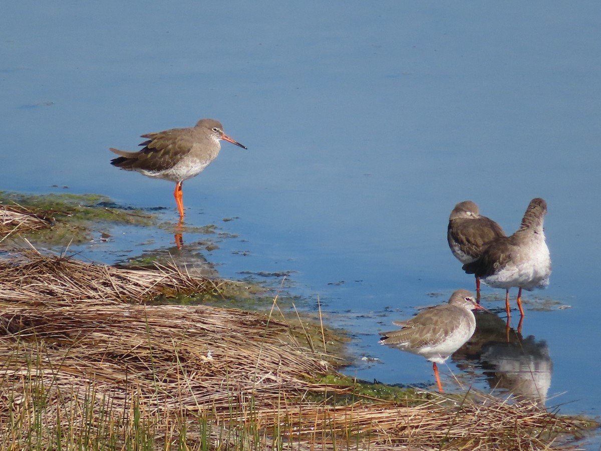 Common Redshank - Bernard Leduc