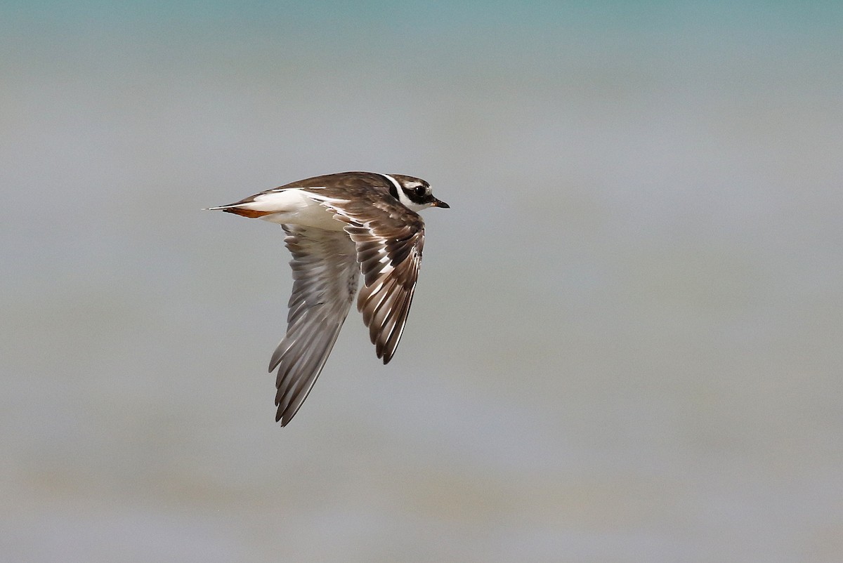 Common Ringed Plover - ML610166195