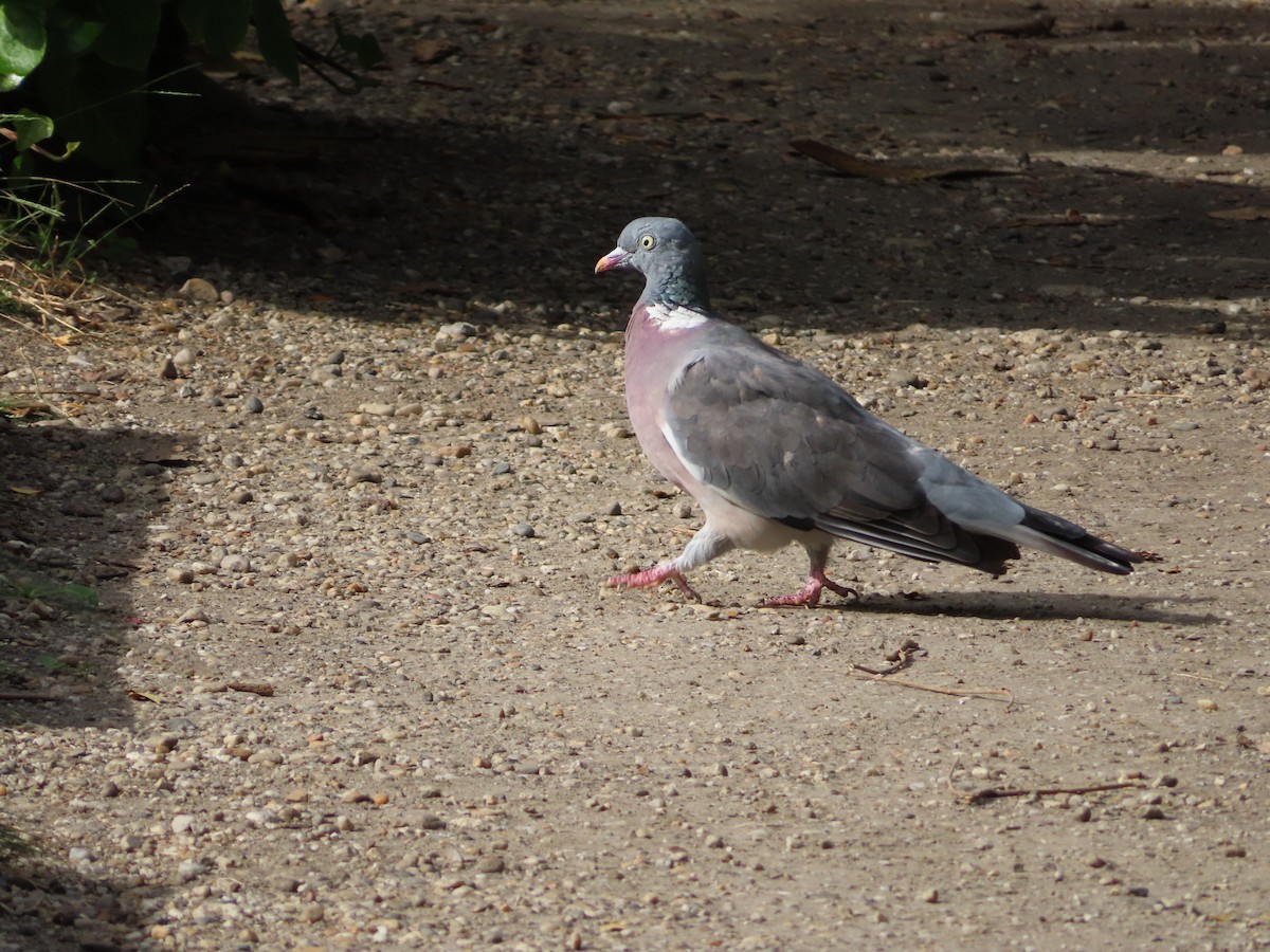 Common Wood-Pigeon - Bernard Leduc