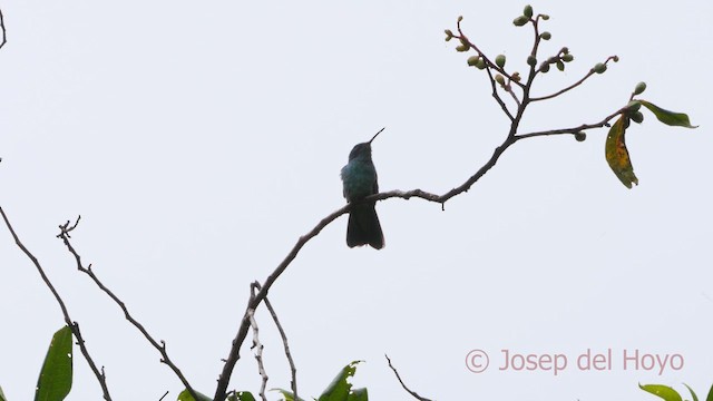 kolibřík modrouchý (ssp. cyanotus/crissalis) - ML610166274