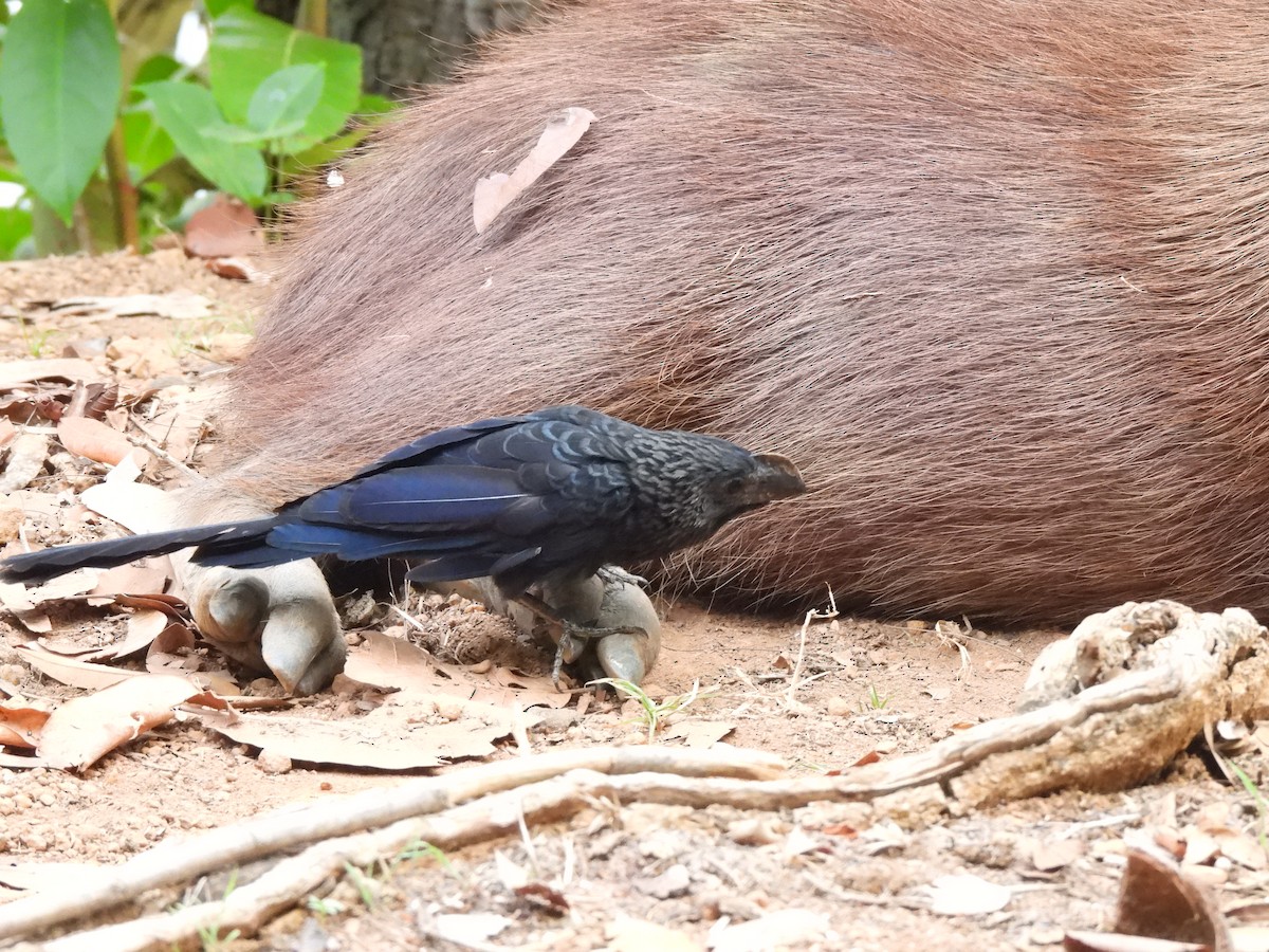 Smooth-billed Ani - ML610166338