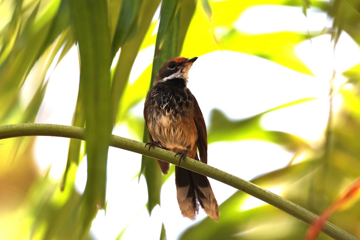 Louisiade Fantail - ML610166373