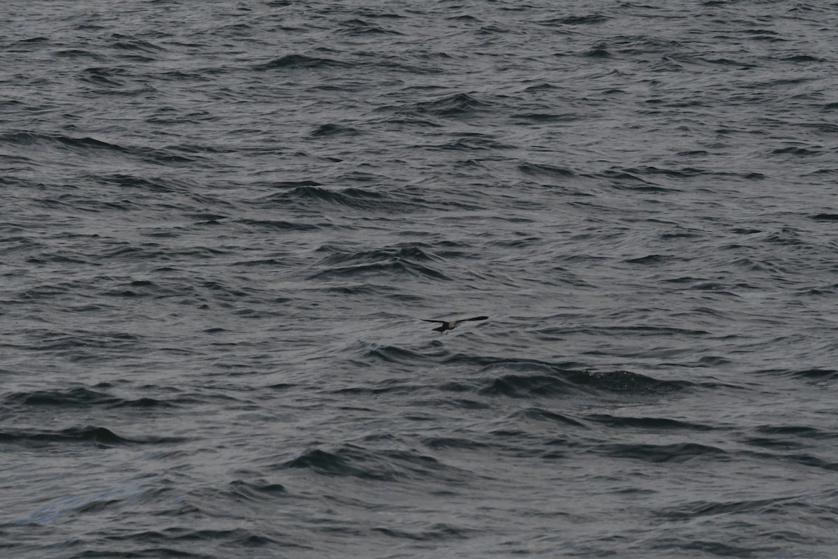 白腰叉尾海燕 - ML610166393