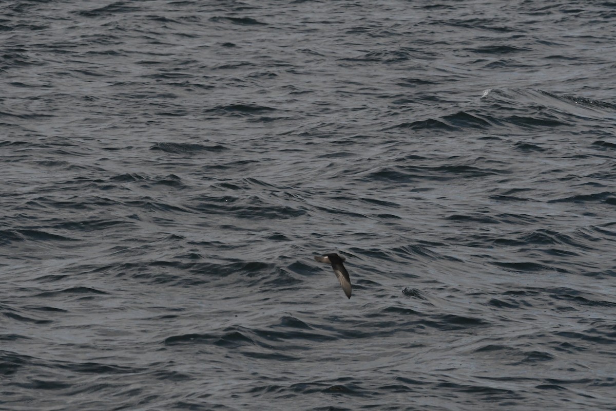 Leach's Storm-Petrel - ML610166394