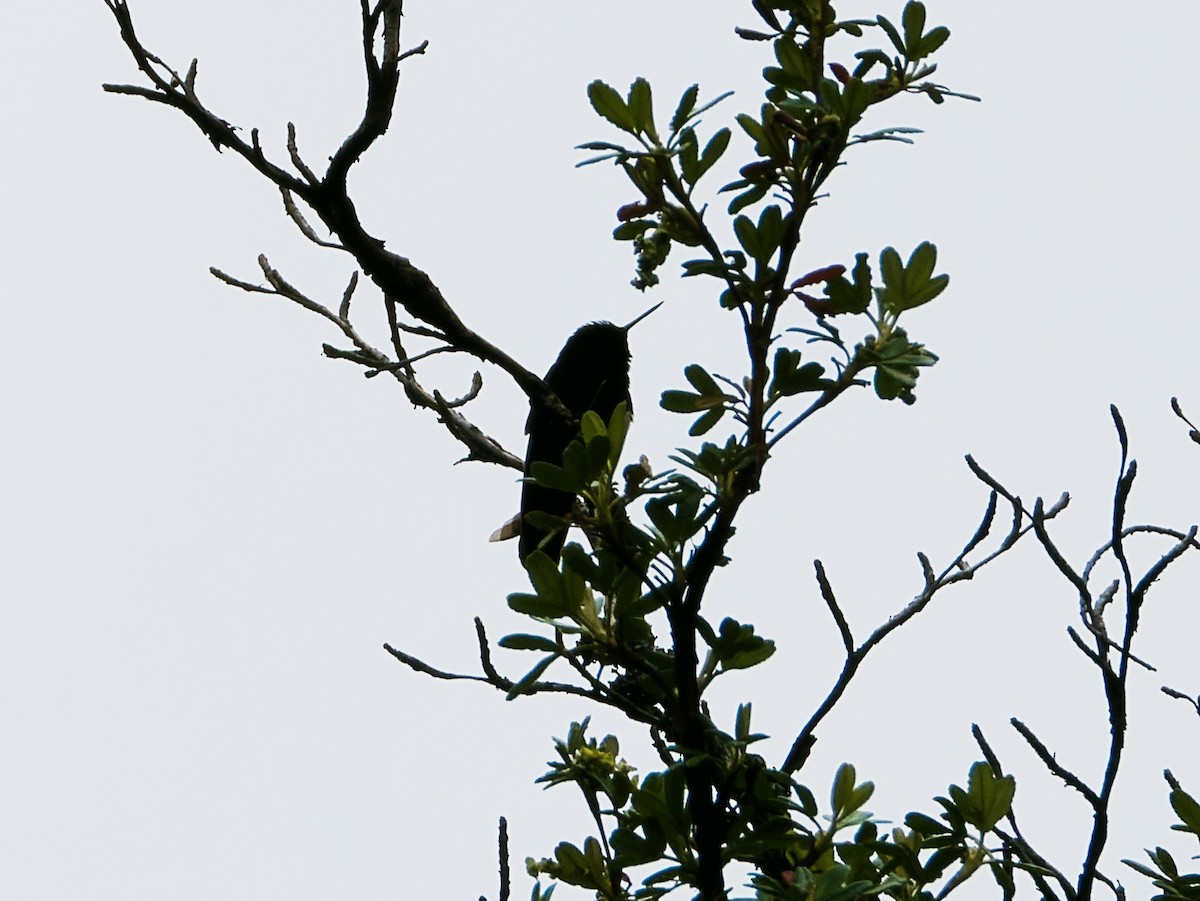 kolibřík mourovatý - ML610166400