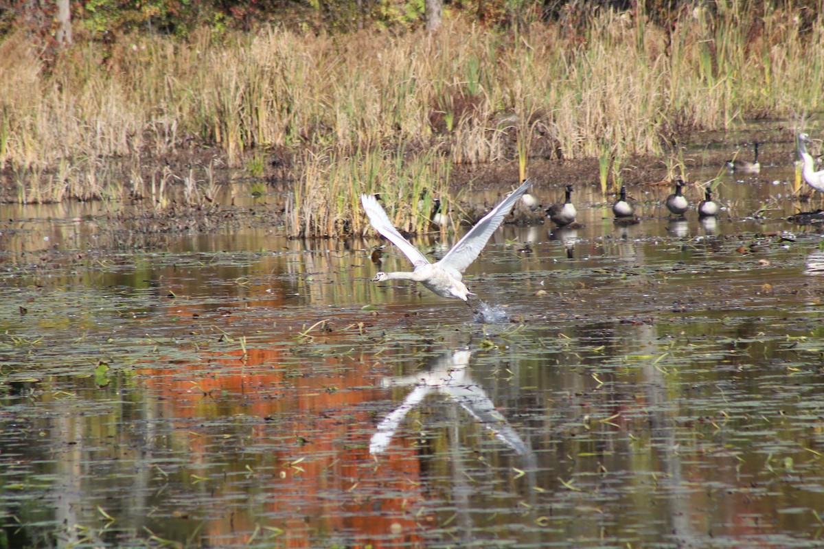 Cygne tuberculé - ML610166444