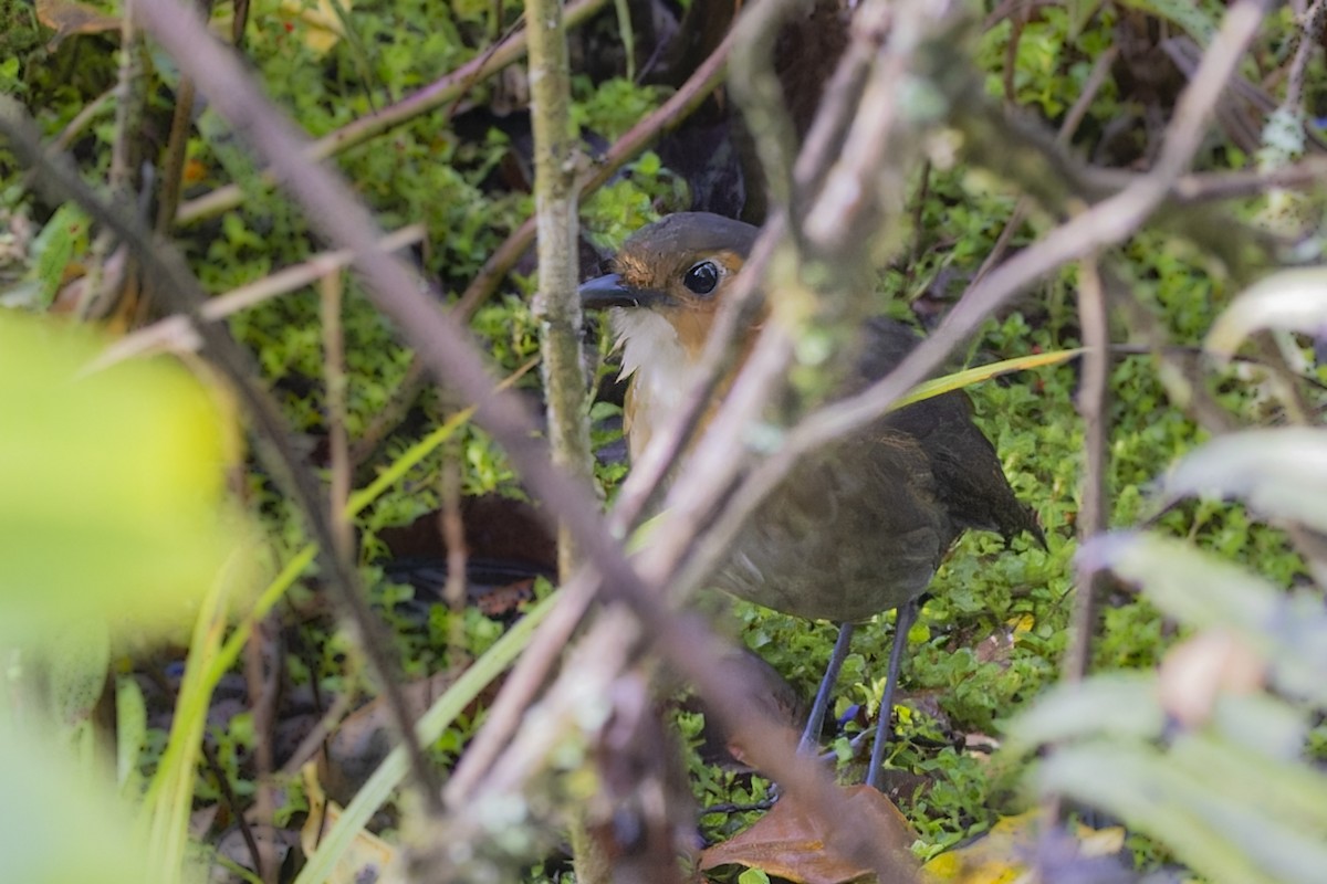 Rufous-faced Antpitta - ML610166465