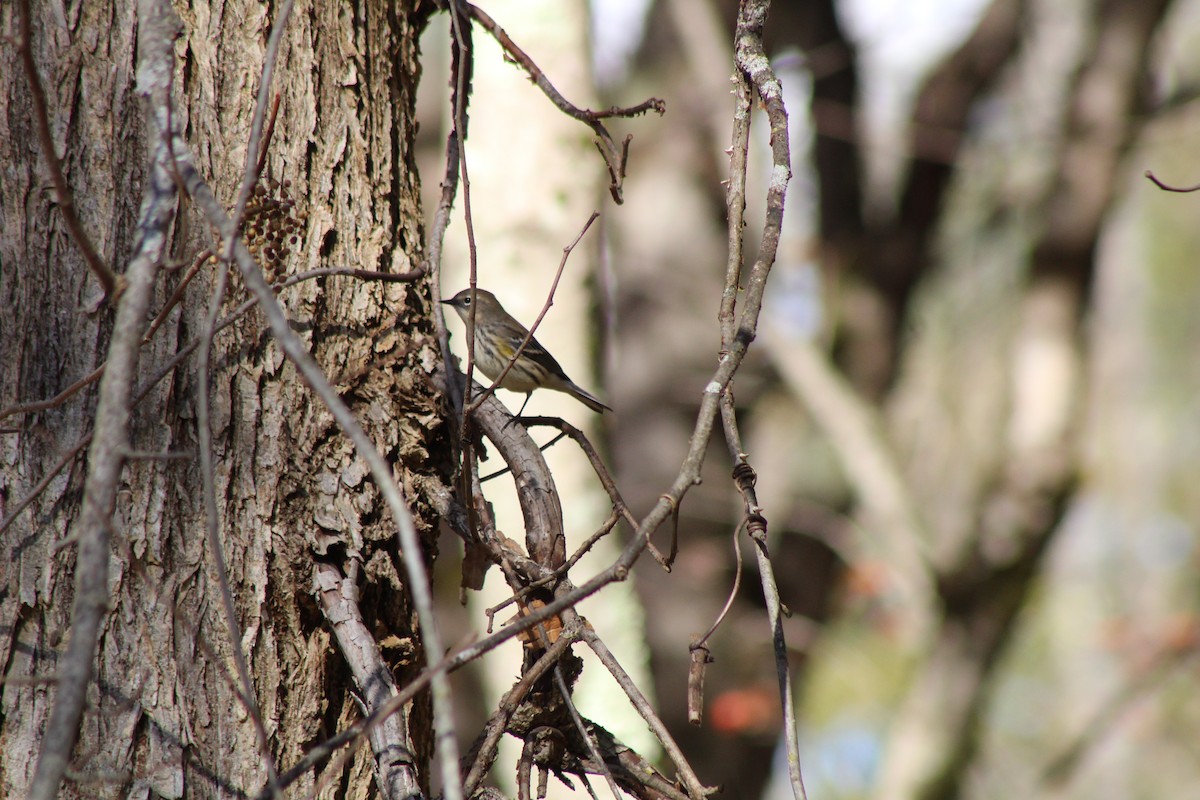 Yellow-rumped Warbler - Jennifer Tafe