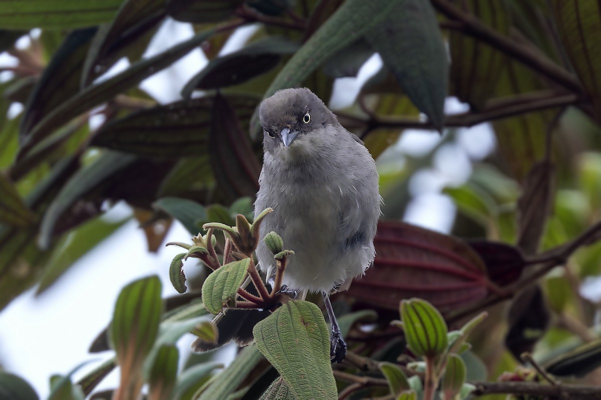 ハイイロモリフウキンチョウ - ML610166497