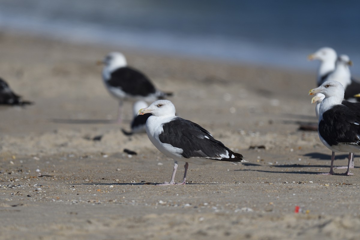 Great Black-backed Gull - ML610166504