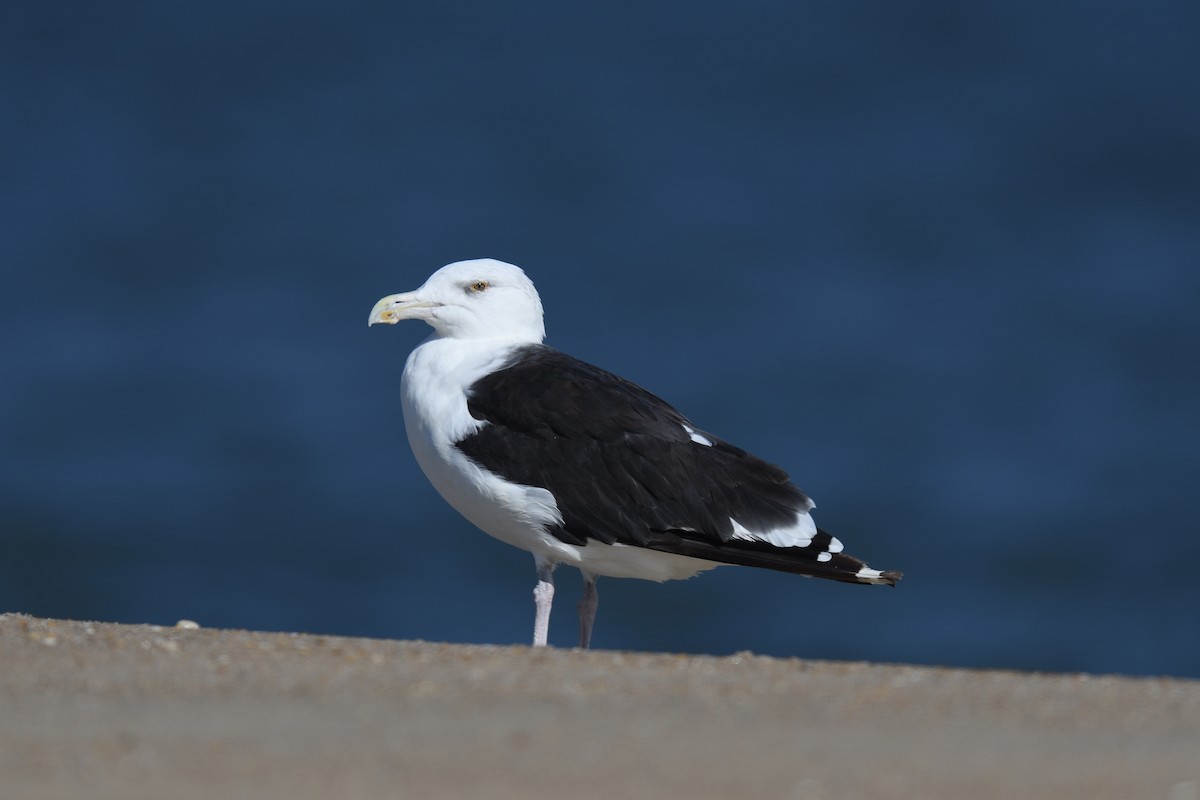 Great Black-backed Gull - terence zahner