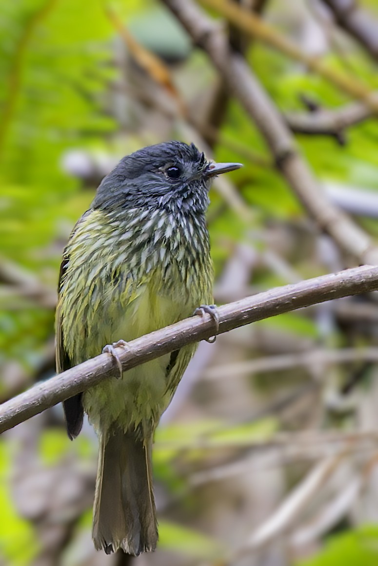 Streak-necked Flycatcher - ML610166530